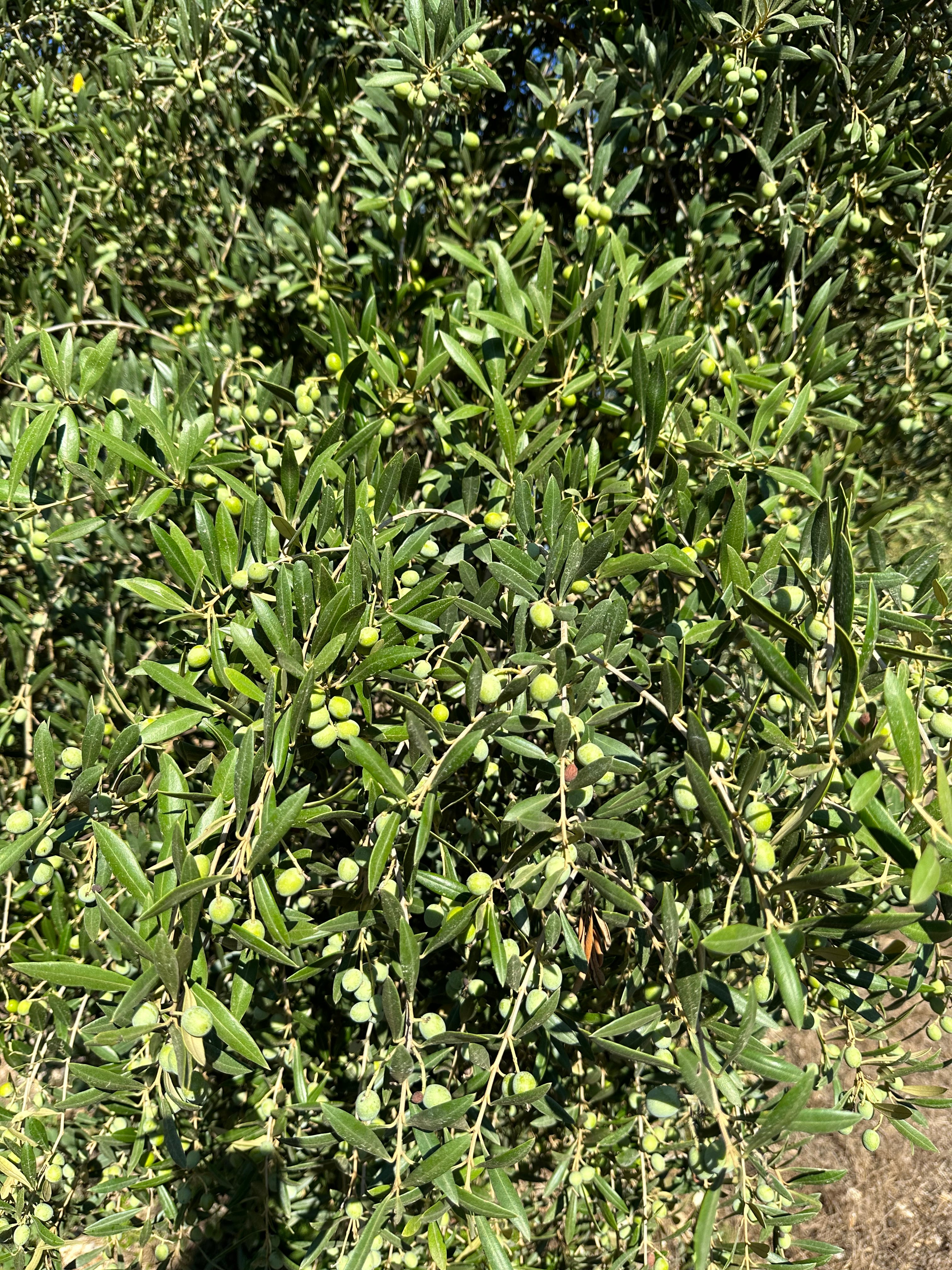 Aubocassa Ólífuolía 250ml